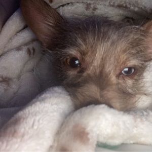 Meet your Posher, Leah